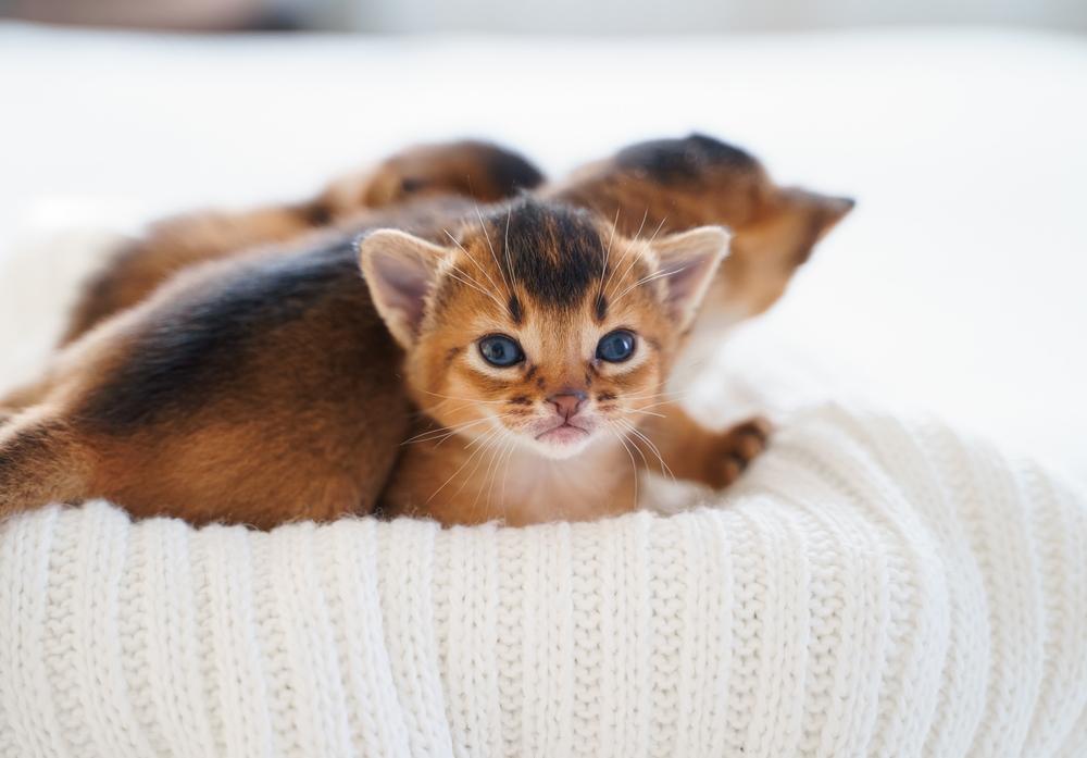 Какие расцветки встречаются у абиссинских кошек