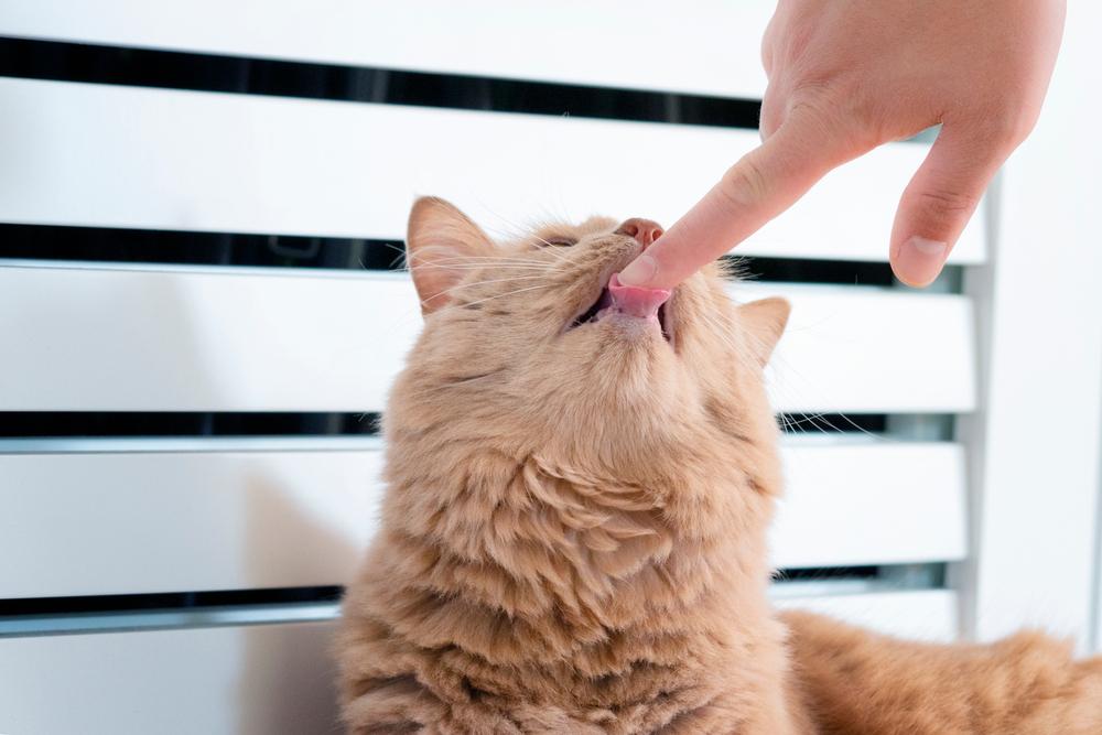 Симптомы закупорки шерстью у кошек