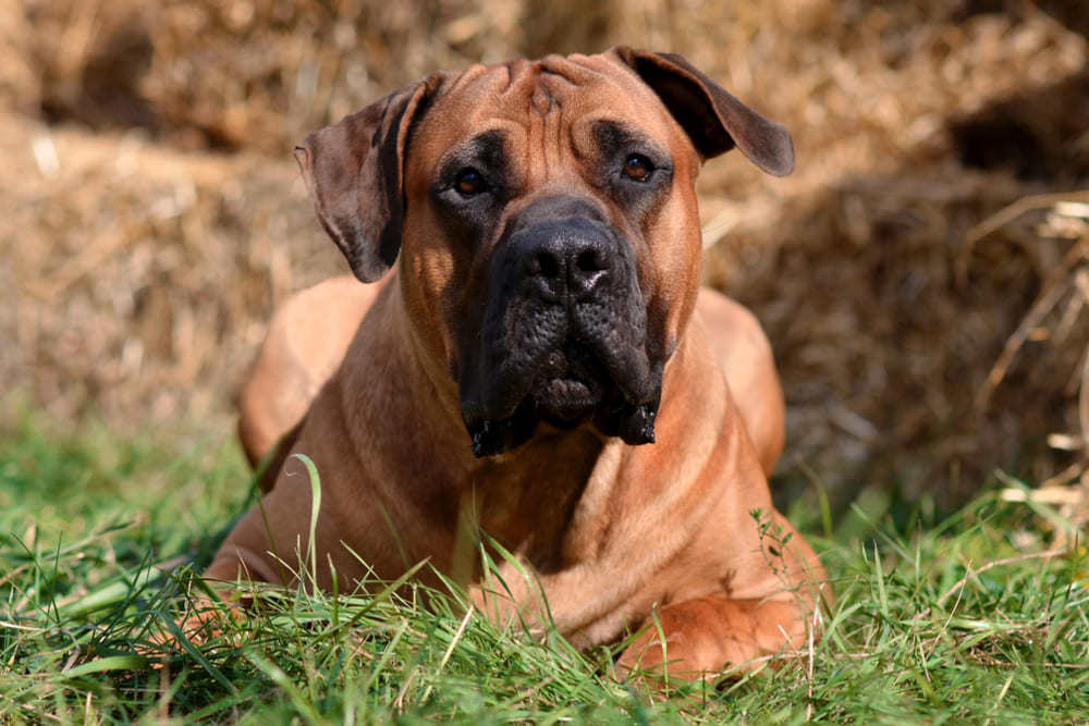 Бурбуль нуждается в уходе