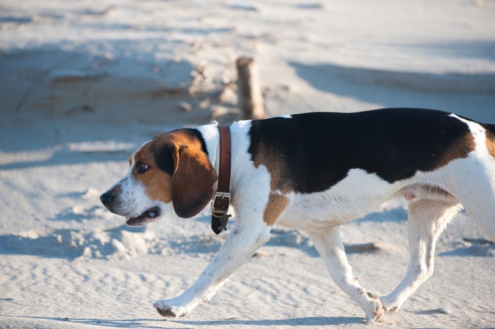 Воспитание и дрессировка бигль-харьера