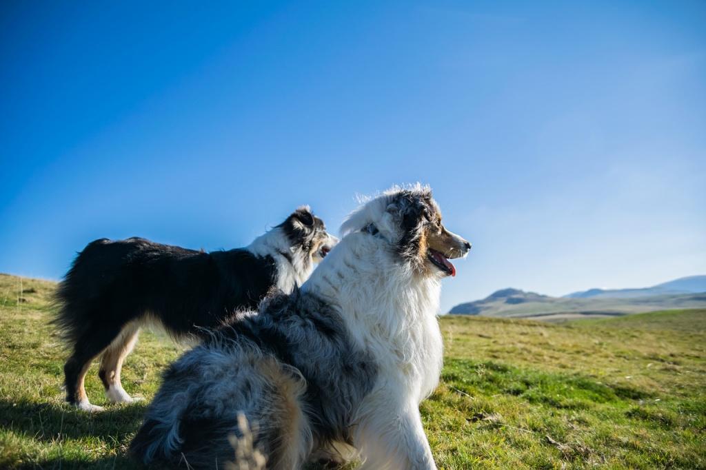 Порода собак которые пасут овец в шотландии