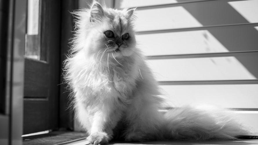 Особенности кормления персидской кошки 