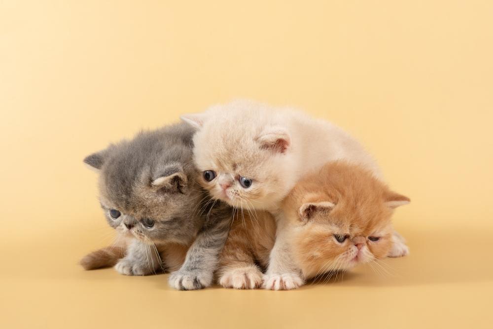 Почему котенок не растет Почему котенок не растет