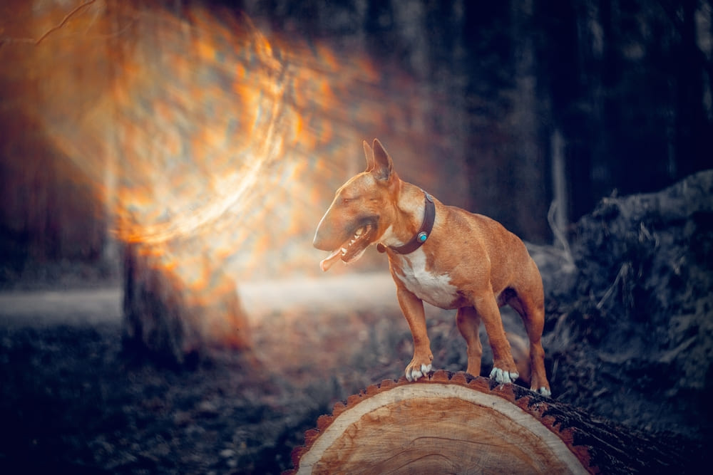То, сколько весит мини-бультерьер, зависит его возраста