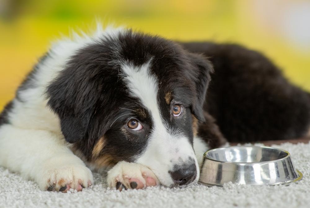 Почему щенок стал плохо есть Почему щенок стал плохо есть