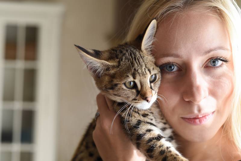 породы кошек из Америки: саванна породы кошек из Америки: саванна