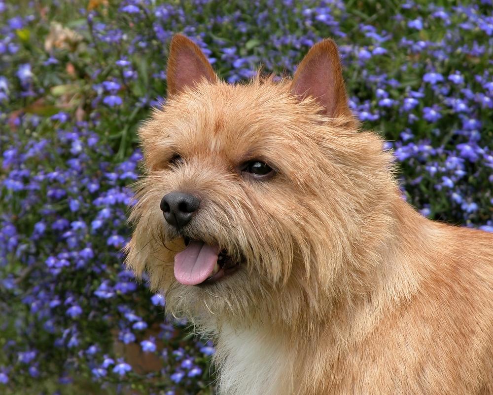 Уход за норвич-терьером