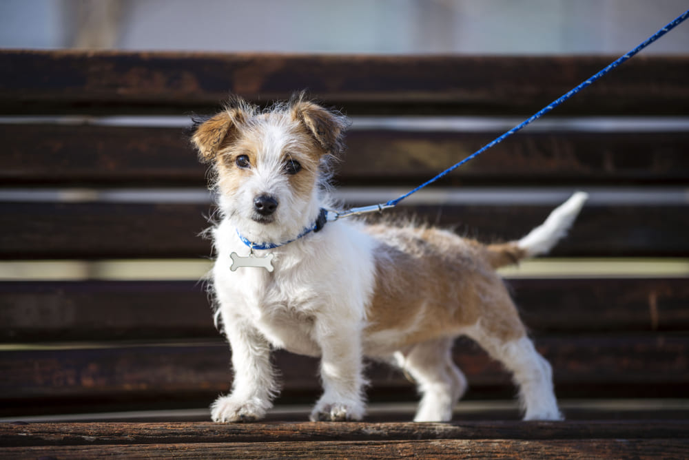 Кромфорлендер должен питаться правильно