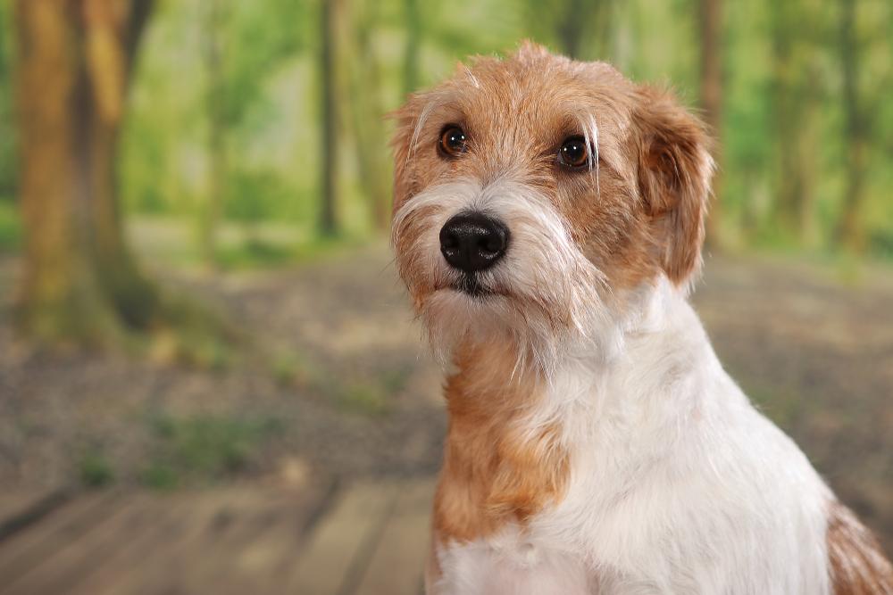 История происхождения кромфорлендера