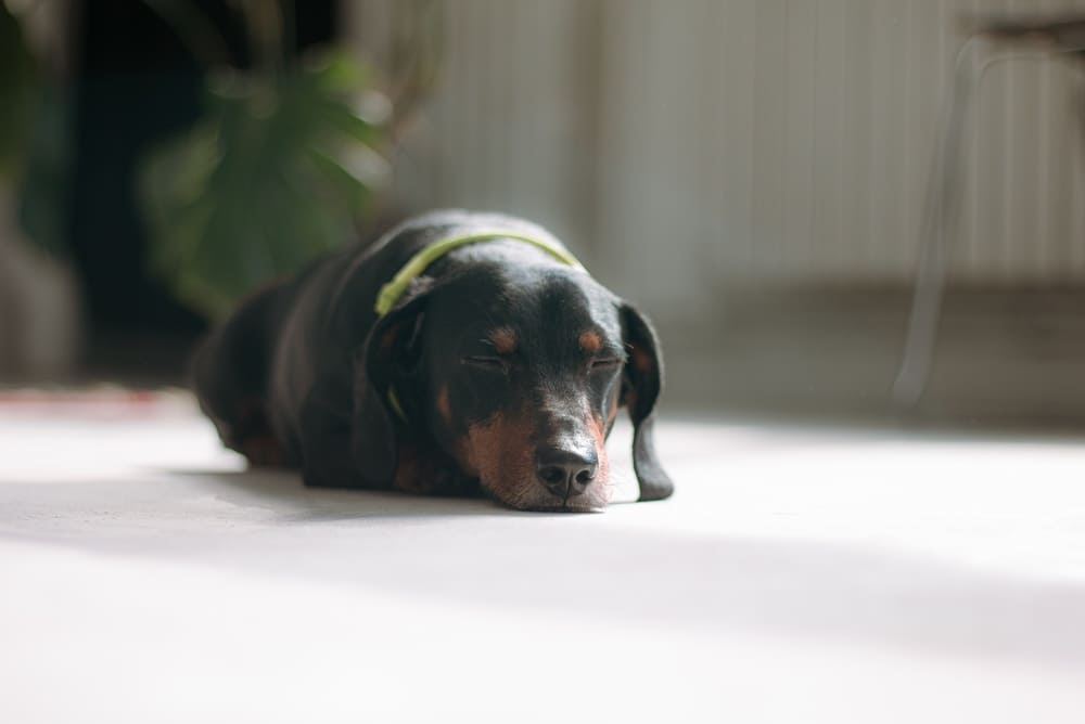 Заболевания влияют на то, сколько живут таксы