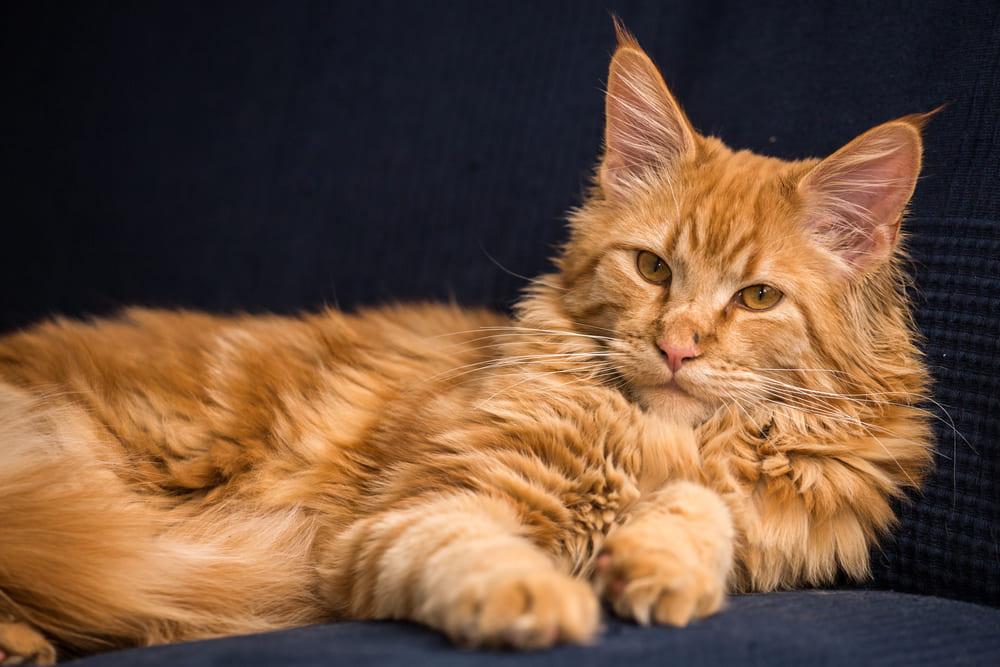 У мейн-кунов диагностируют болезни почек