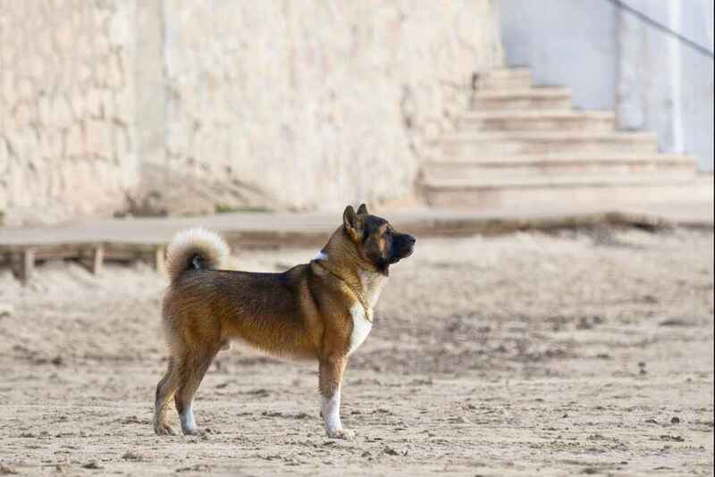 Американская акита на улице