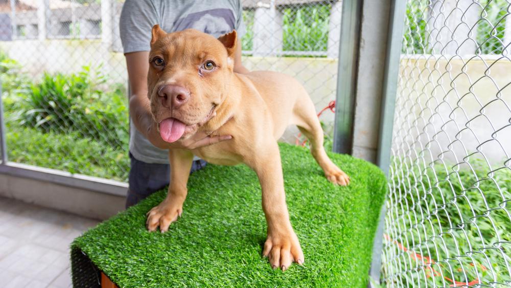 самые преданные породы собак: питбультерьер.jpg самые преданные породы собак: питбультерьер.jpg