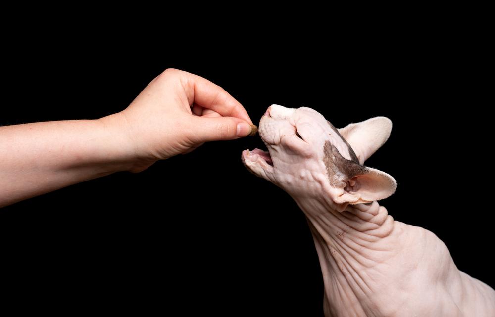 Домашняя еда для сфинкса Домашняя еда для сфинкса