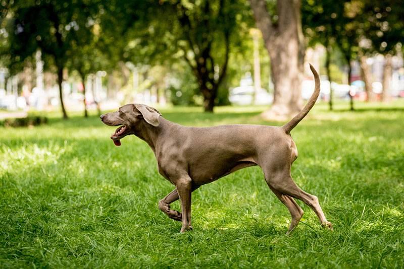 Большие породы вислоухих собак: веймаранер Большие породы вислоухих собак: веймаранер