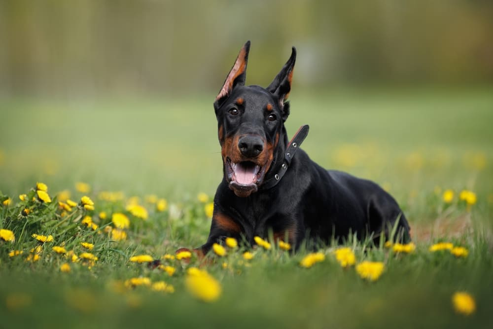 Течка у добермана сопровождается выделениями