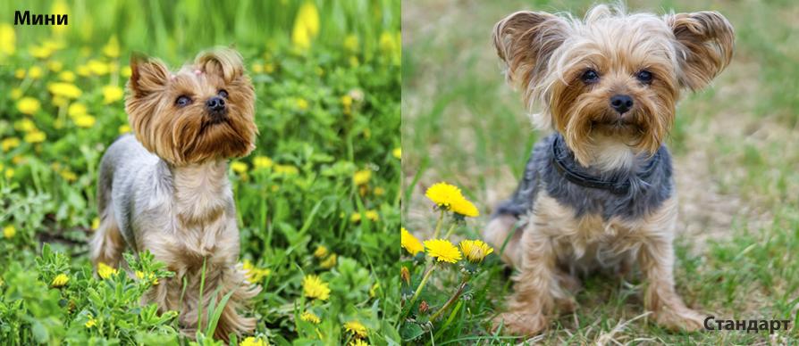 Отличается ли вес мини-йорка от стандарта?