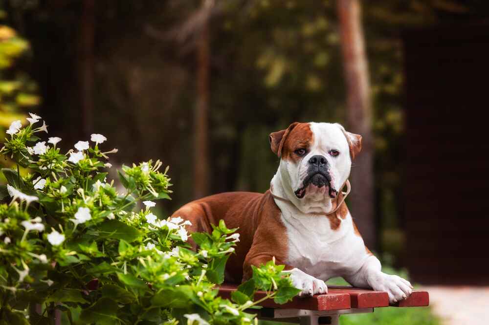 Прием лекарств влияет на то, сколько проживет американский бульдог