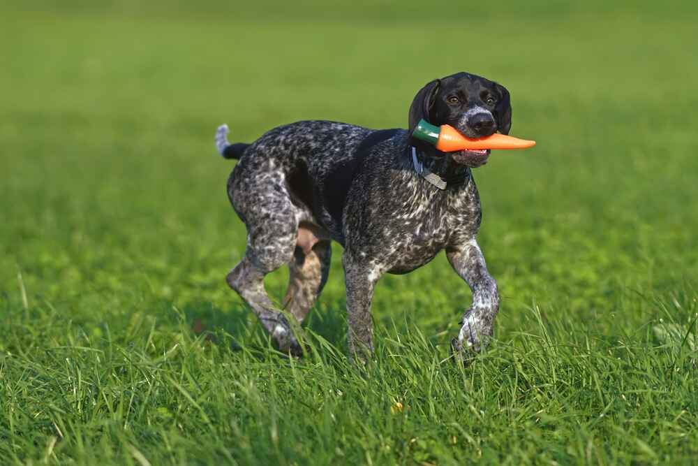 Пойнтер нуждается в обработках