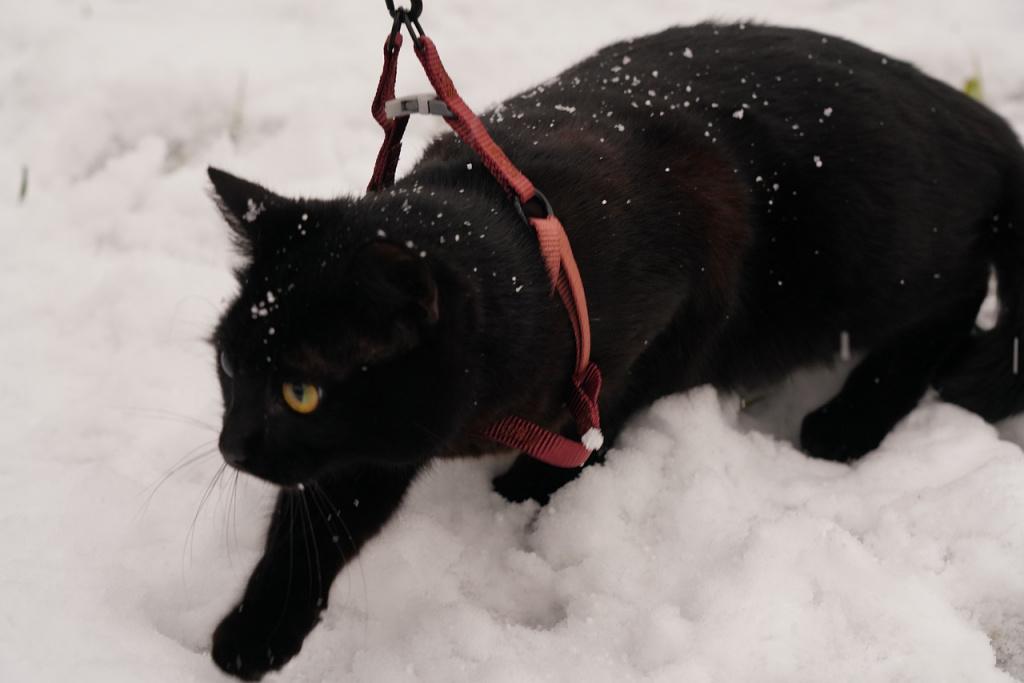 Приучение кошки к шлейке или ошейнику Приучение кошки к шлейке или ошейнику