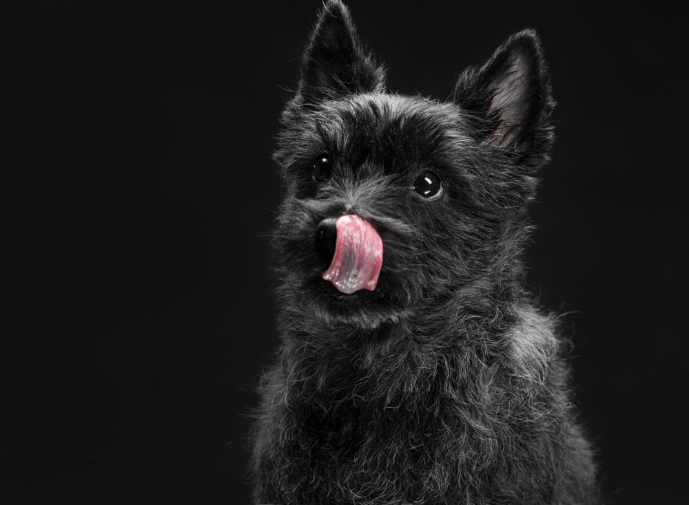 Особенности кормления керн-терьера 