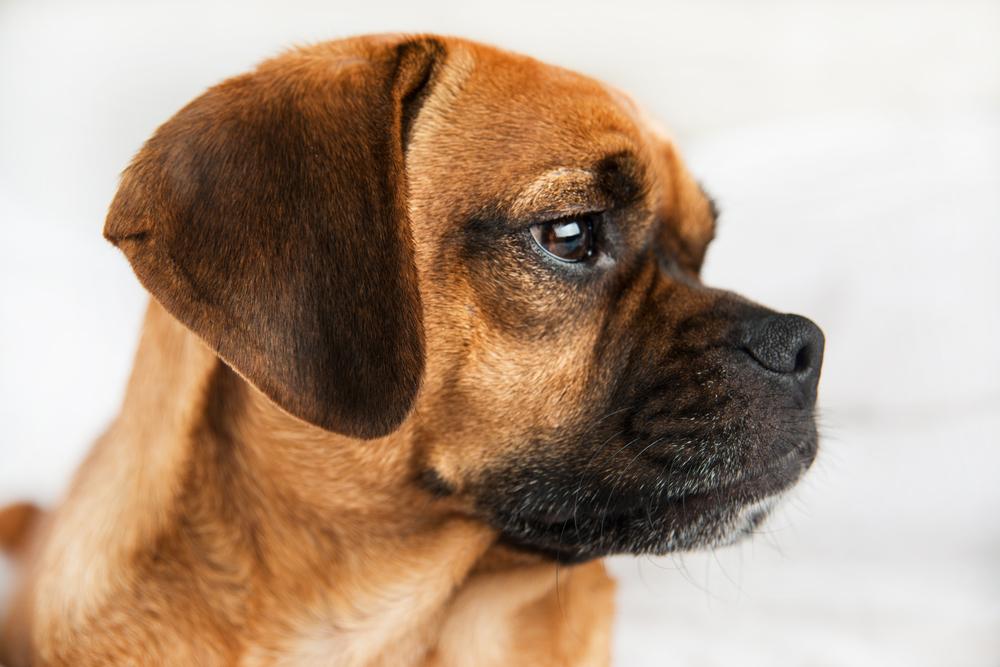 как воспитывать пагля