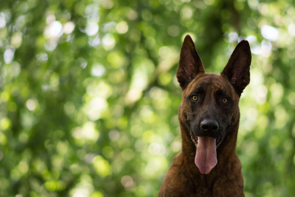 Шерсть голландской овчарки нуждается в уходе
