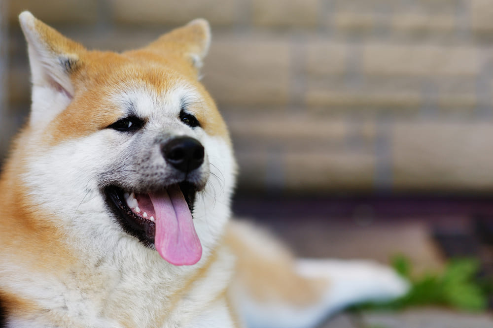 Важно знать, сколько живут акита-ину в норме
