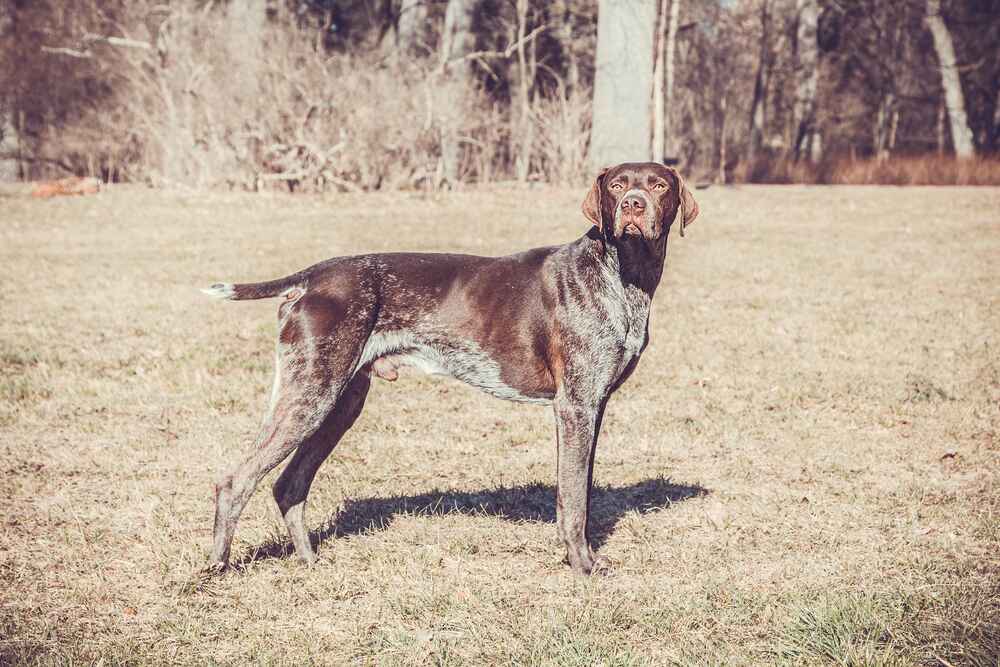 Курцхаары отличаются умом