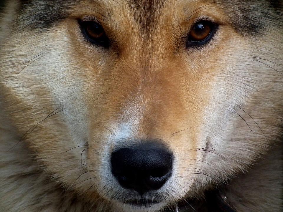 Содержание западно-сибирской лайки