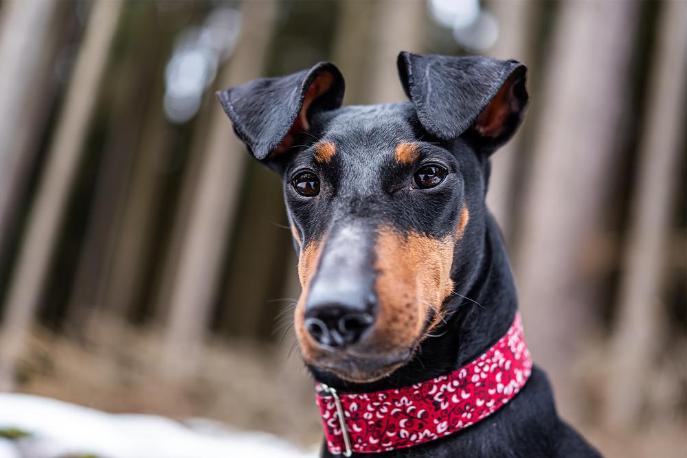 Уход за манчестерским терьером