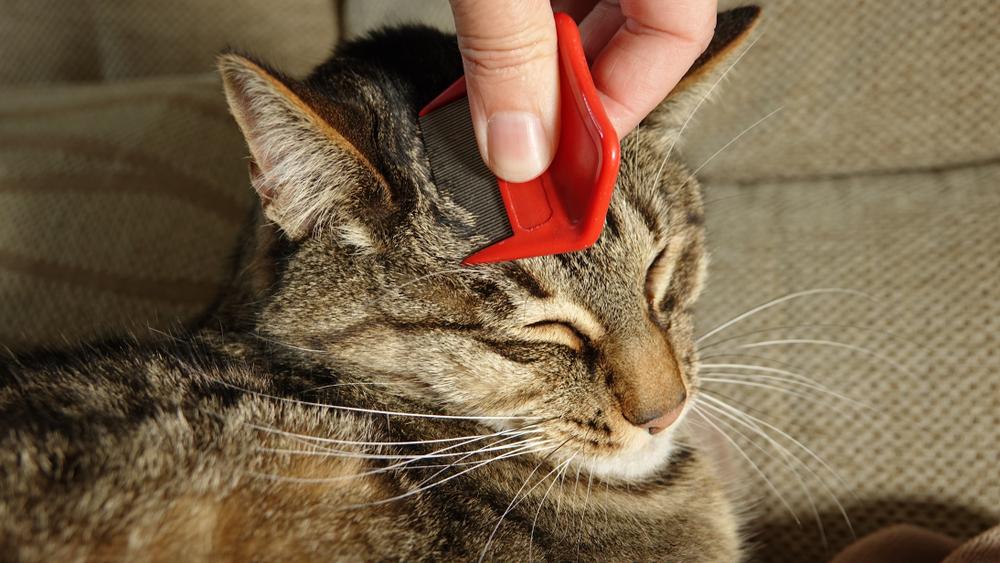 Как вычесывать породы кошек без подшерстка 