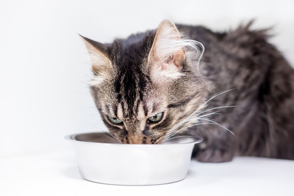 Важно знать, можно ли кошкам мед