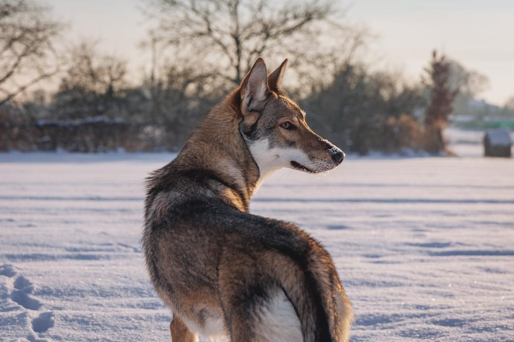 Воспитание тамасканской собаки