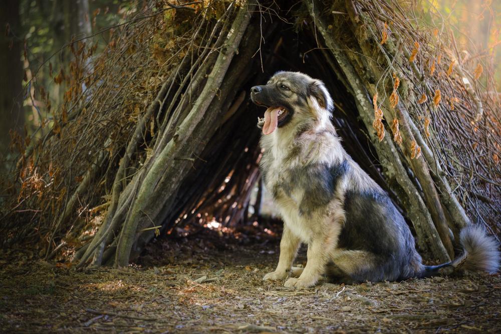 Содержание крашской овчарки