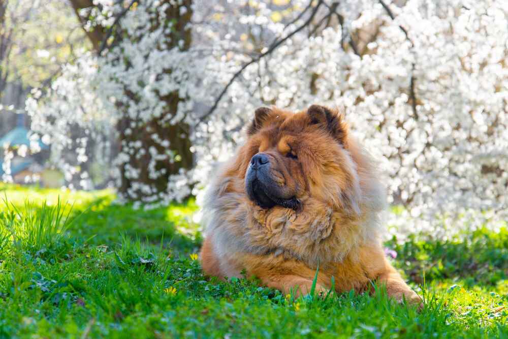 Чау-чау на фото