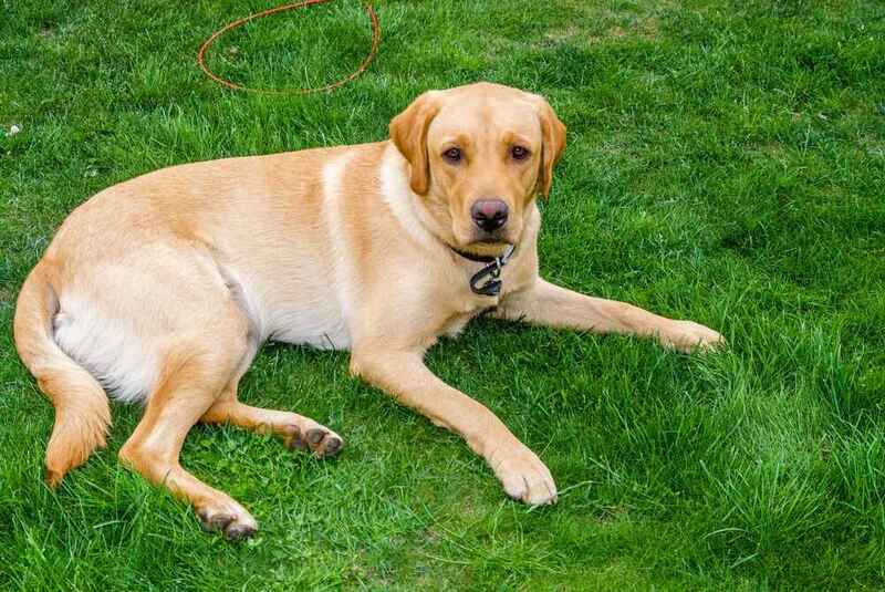 Лабрадор лежит на зеленой траве