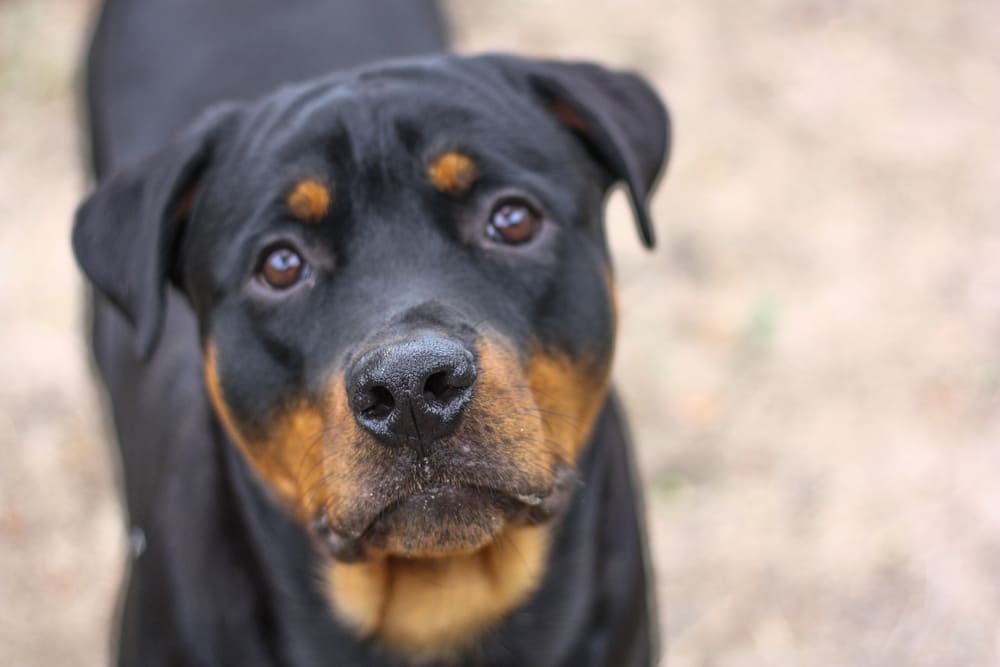 После вязки ротвейлера могут возникнуть проблемы