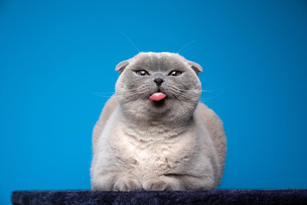 Окрасы колор-пойнт у шотландских кошек: блю-пойнт