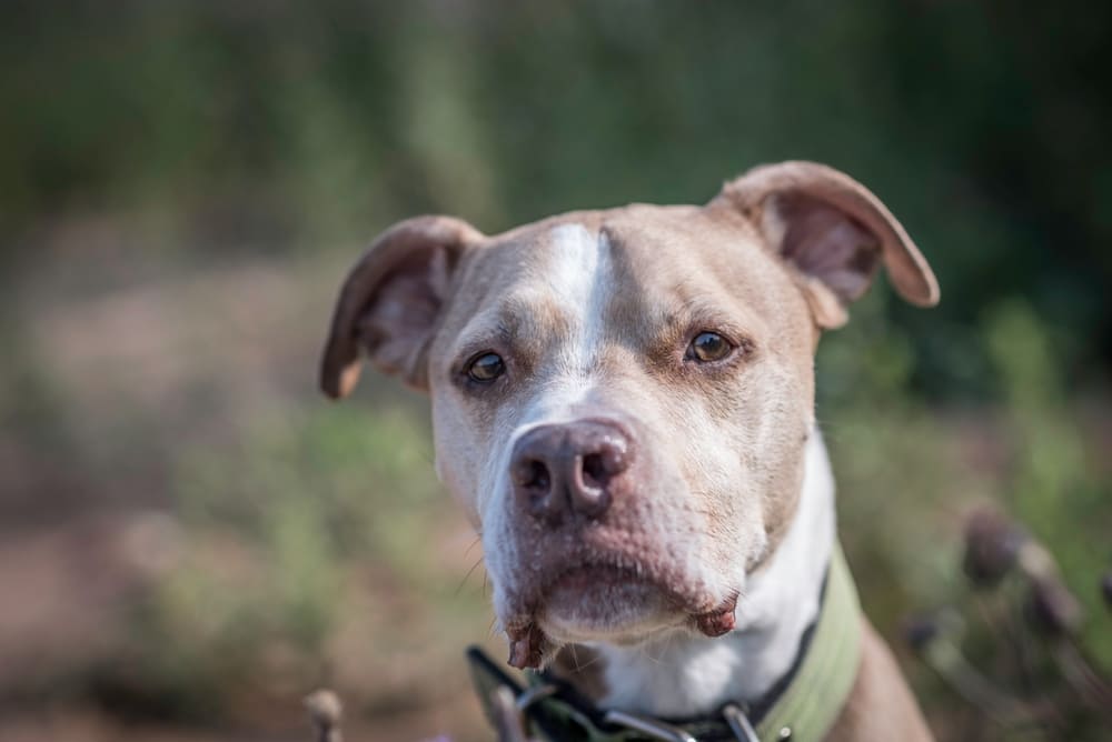 У питбулей есть характерные болезни