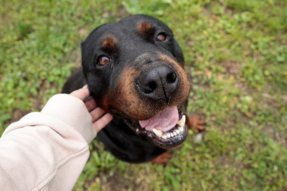Перед вязкой ротвейлеру делают анализы