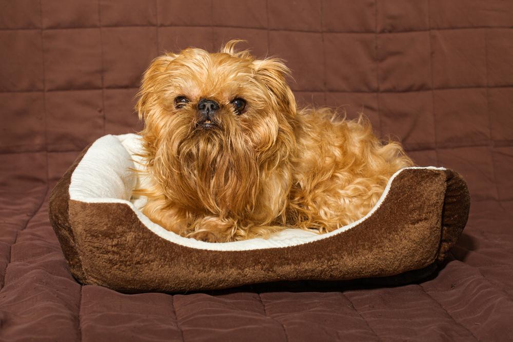 История происхождения брюссельского гриффона