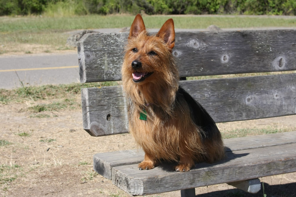 Так выглядит собака австралийский терьер