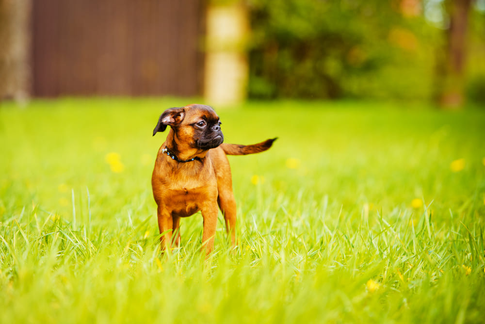 Пти-брабансоны обладают дружелюбным характером