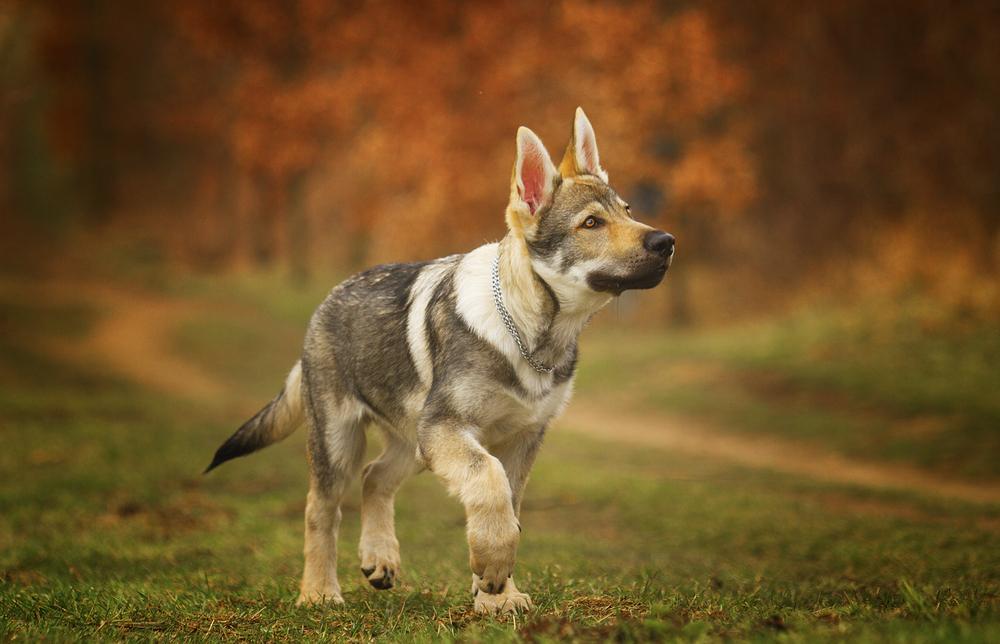 Причины появления артроза у собак Причины появления артроза у собак