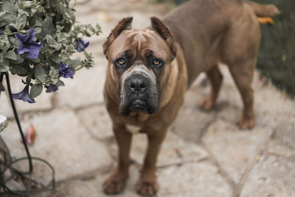 Течка у кане-корсо может сопровождаться частыми позывами к мочеиспусканию