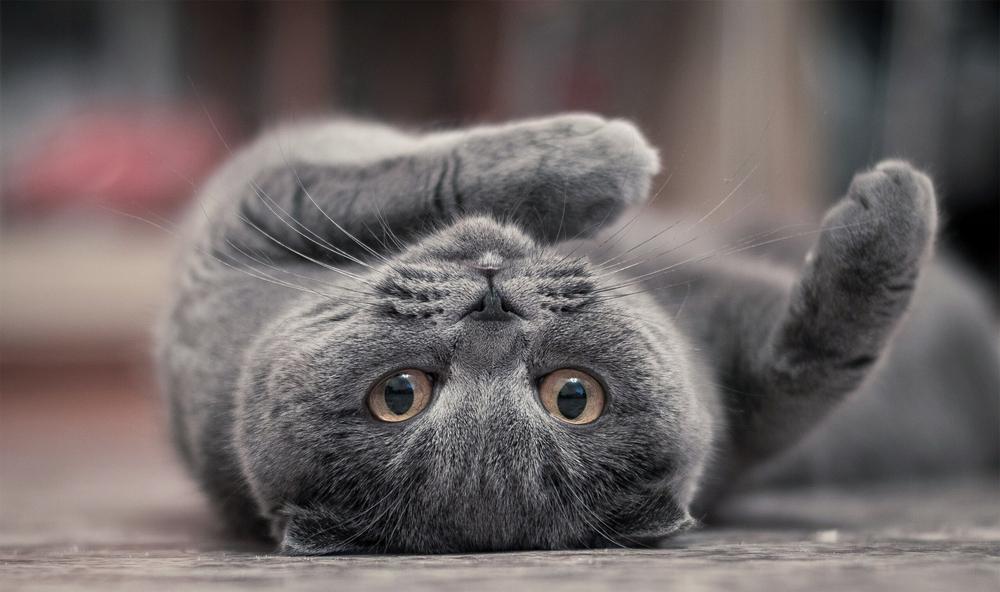 Брахицефальные породы кошек: британская кошка