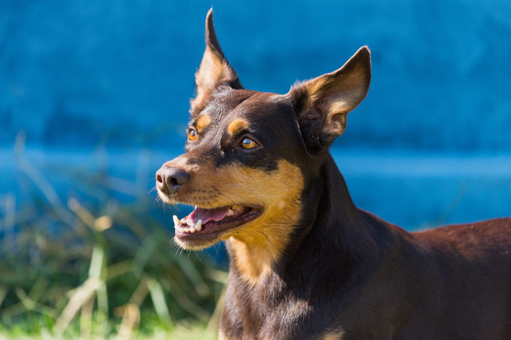Порода австралийский келпи