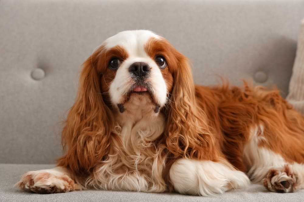 У кавалер-кинг-чарльз-спаниелей встречаются болезни нервов
