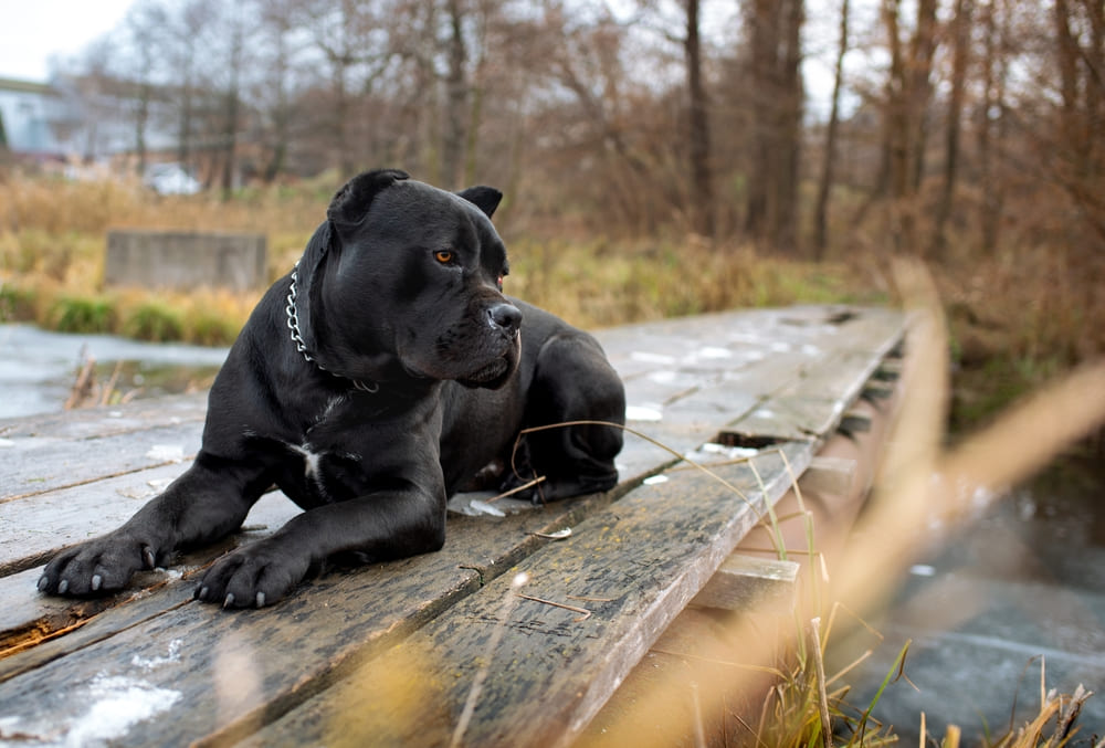 Некоторые болезни кане-корсо не поддаются лечению